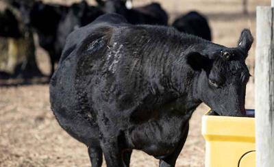 Cattle Water