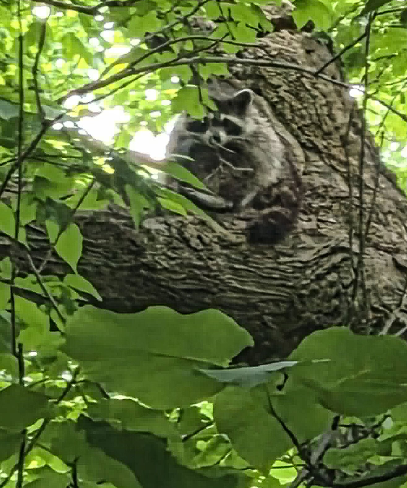 Raccoon