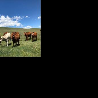 Nebraska producers can apply for scholarship to attend Business of Grazing Workshop