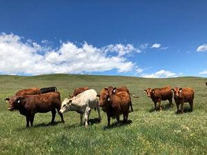 Nebraska producers can apply for scholarship to attend Business of Grazing Workshop