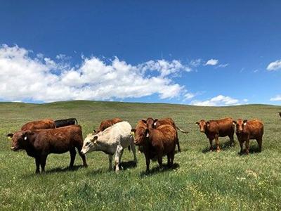 Cattle grazing