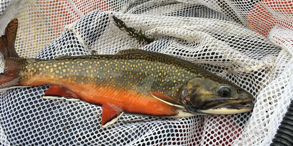 Heritage brook trout fish