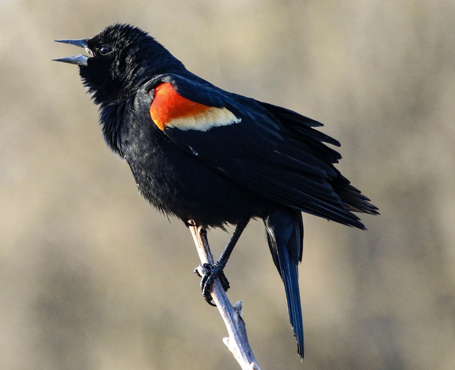Red-winged blackbird