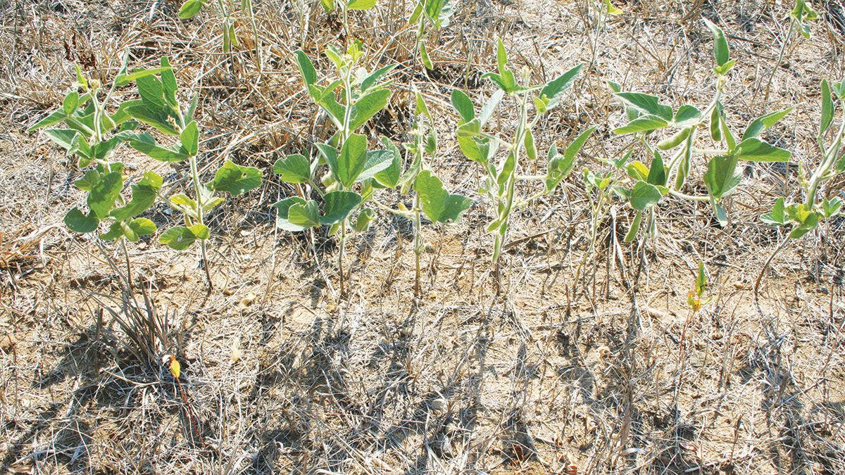 Drought monitor