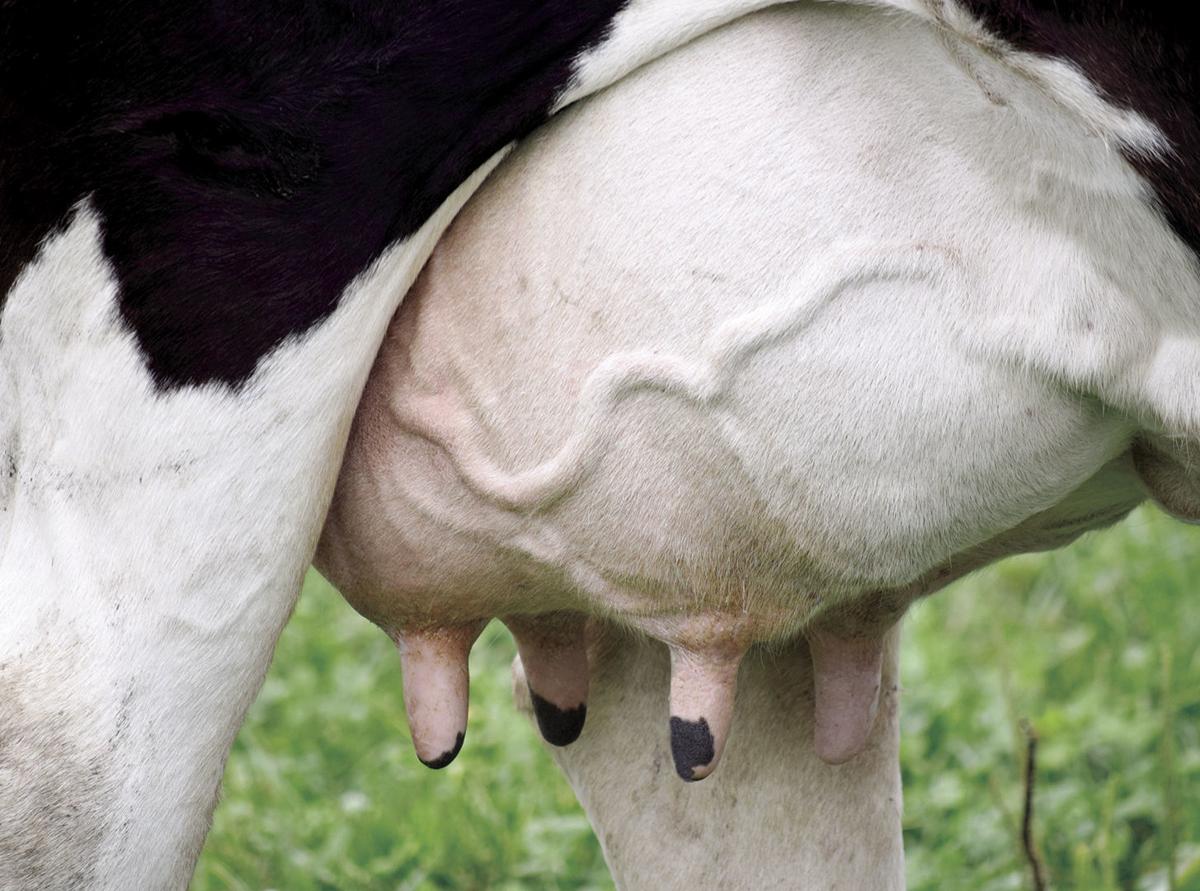 cow udder