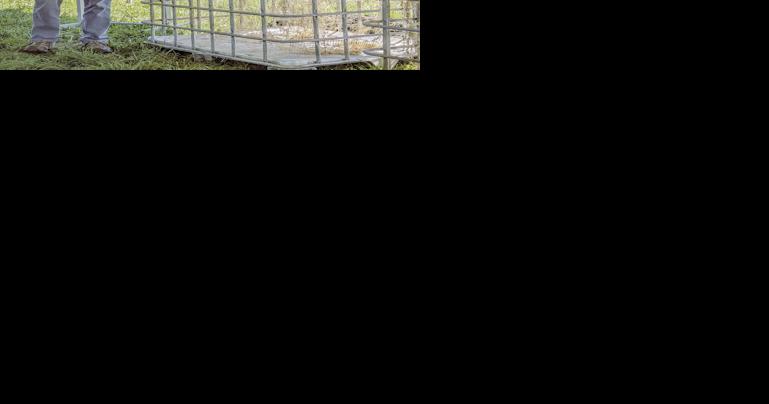 Beck's Hybrids offers insight into new root systems research - Vimarsana News
