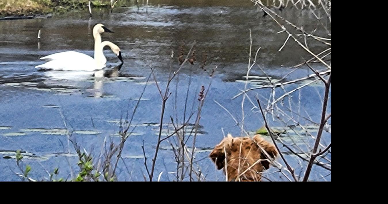 Red with swans