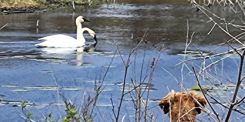 Red with swans