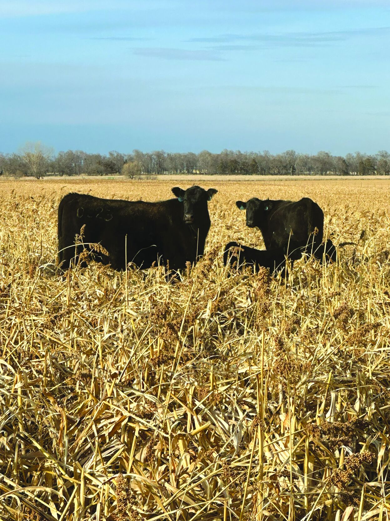 Winter grazing strategies 1 - worked.jpg