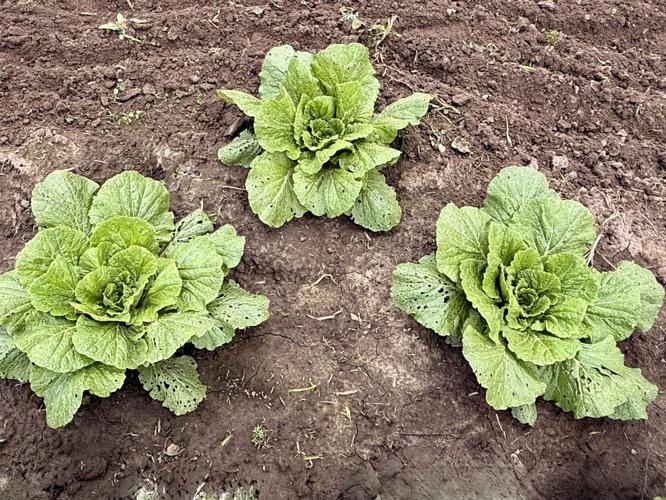 Cabbage