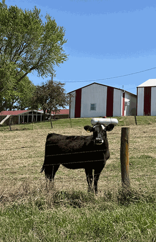 Atchison-County-MO-cattle-1.gif