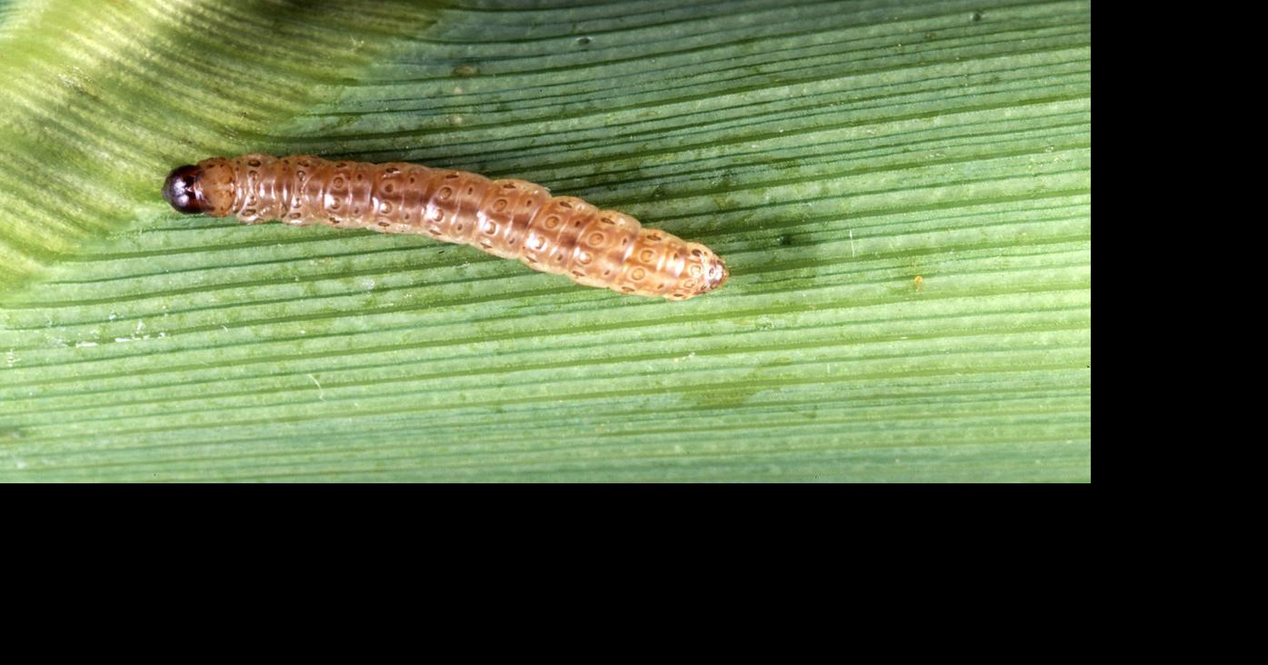 European corn borer showing up in conventional corn