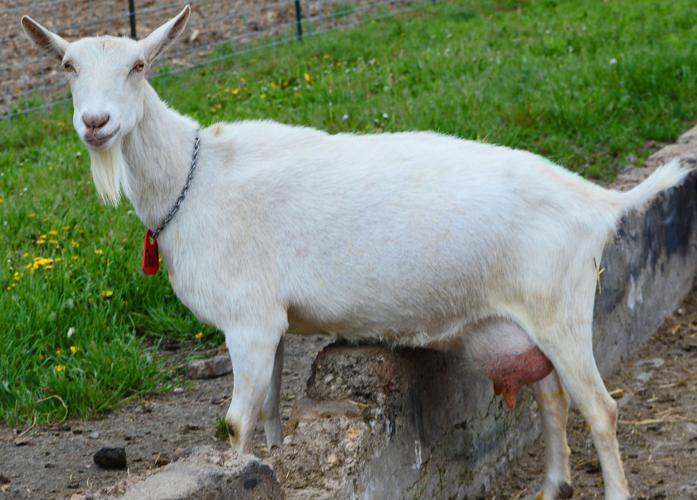 Goat poses for camera