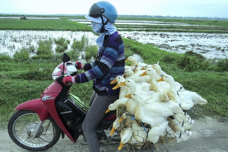 Motorcyclist carries ducks to market