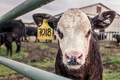 cattle in corral with tag
