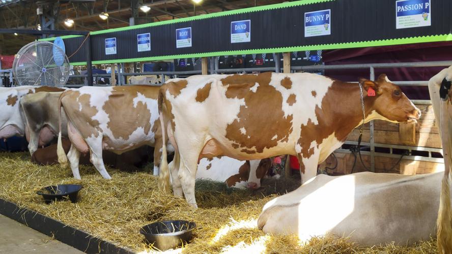 Guernsey cows at 2022 Wisconsin State Fair
