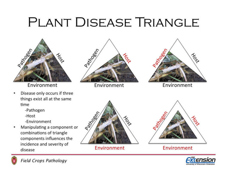 Concerns: Nitrogen On Soybeans, Late Blight, Foliar Diseases