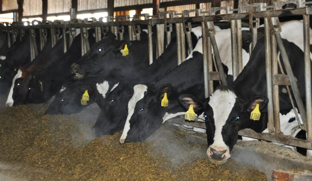 Cows eat total mixed ration