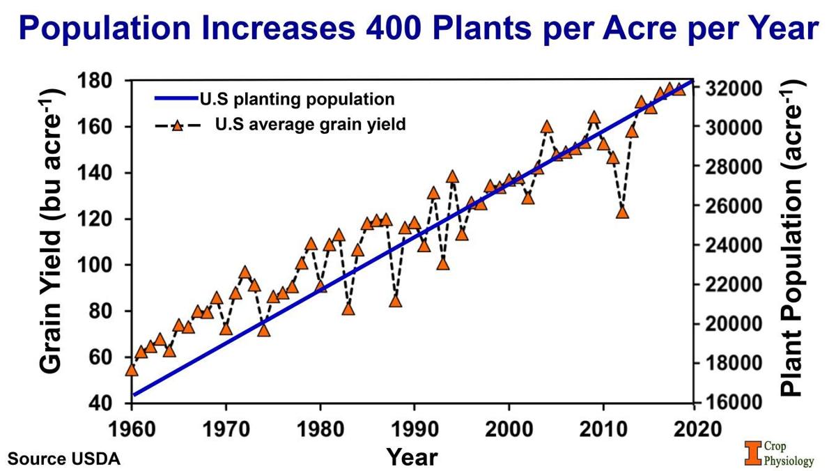 Corn population increases