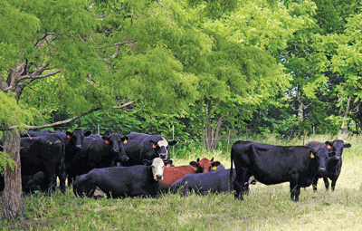 Benton County cows