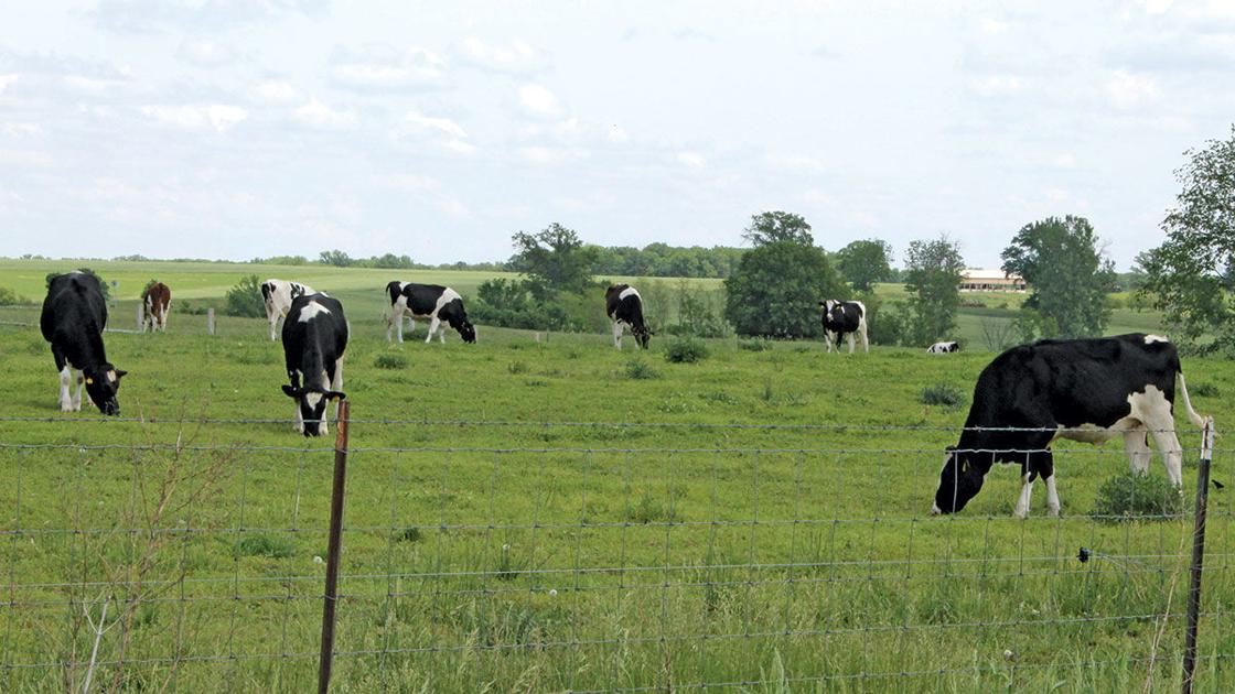 Milk Quality Age Factor Into Dairy Culling Decisions Livestock Agupdate