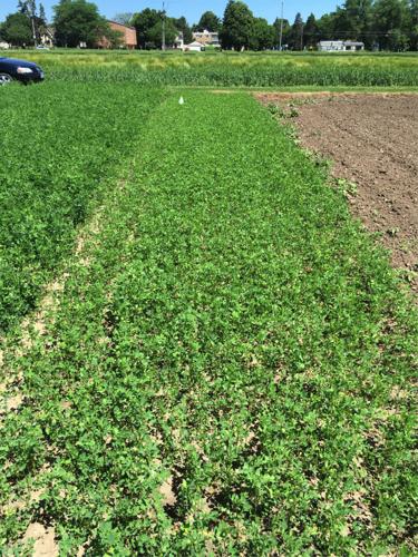 No autotoxicity in check plot