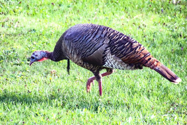 Turkey