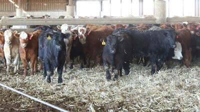 Cattle Weights Level Despite Cheap Feed Livestock Agupdate Com