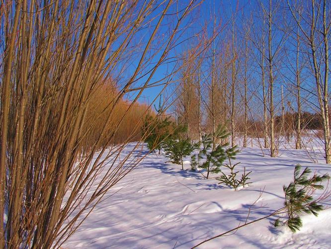 Windbreak of trees and shrubs