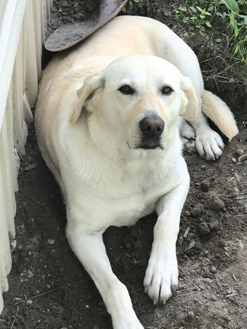 Candid Canine Corner