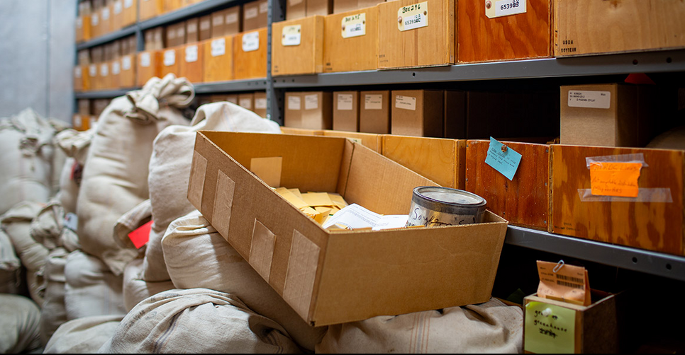 Inside seed room