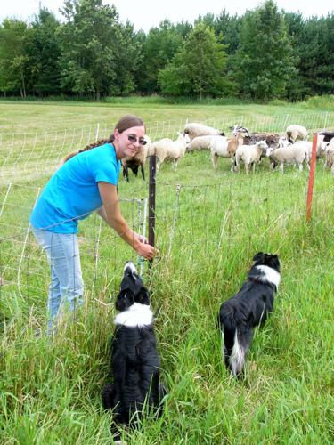 Border Collies wait for next task