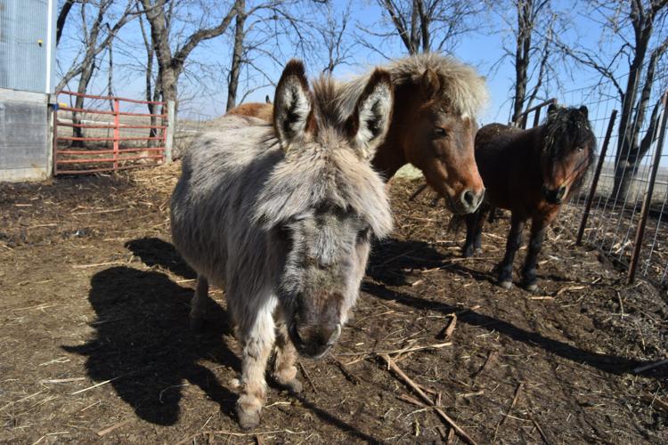 Little Hooves (74).JPG