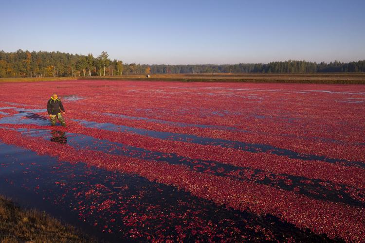 20140926_Cranberry_021.JPG