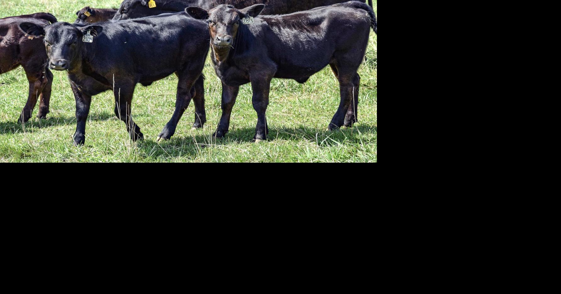 Spring and fall calving strategies differ