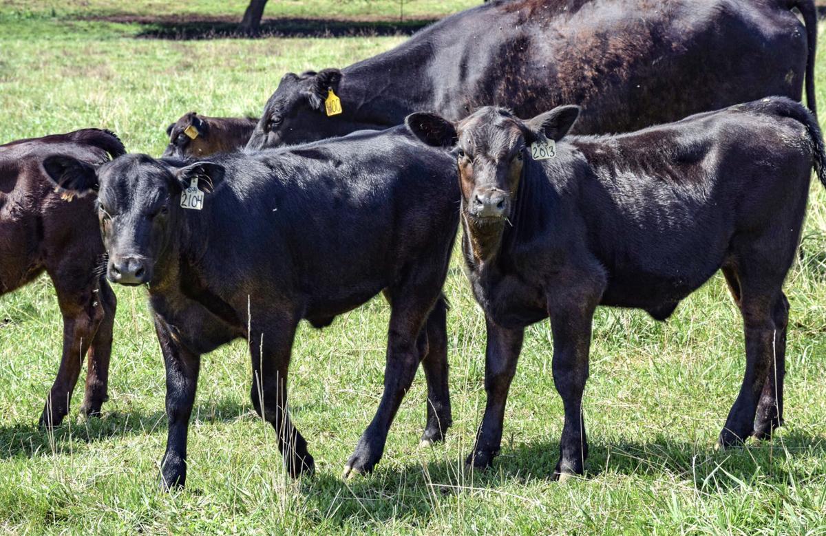 Beef calves