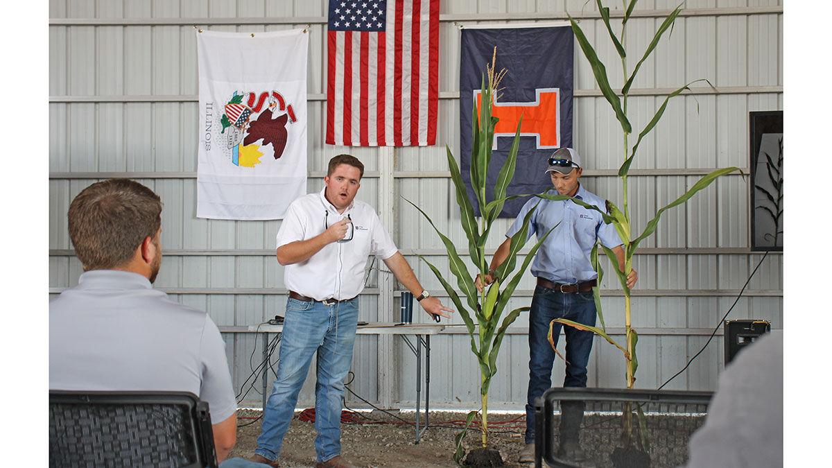 shorter stature corn at Agronomy Day in Champaign