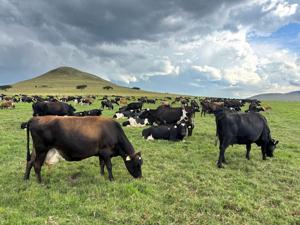 Dairy cows in field