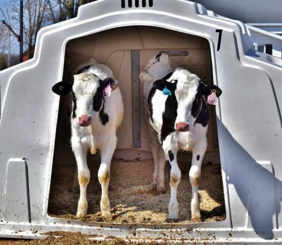 Calves stand in super double hutch