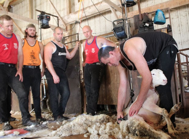 shearers australia