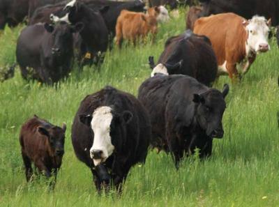 Grass fed cows