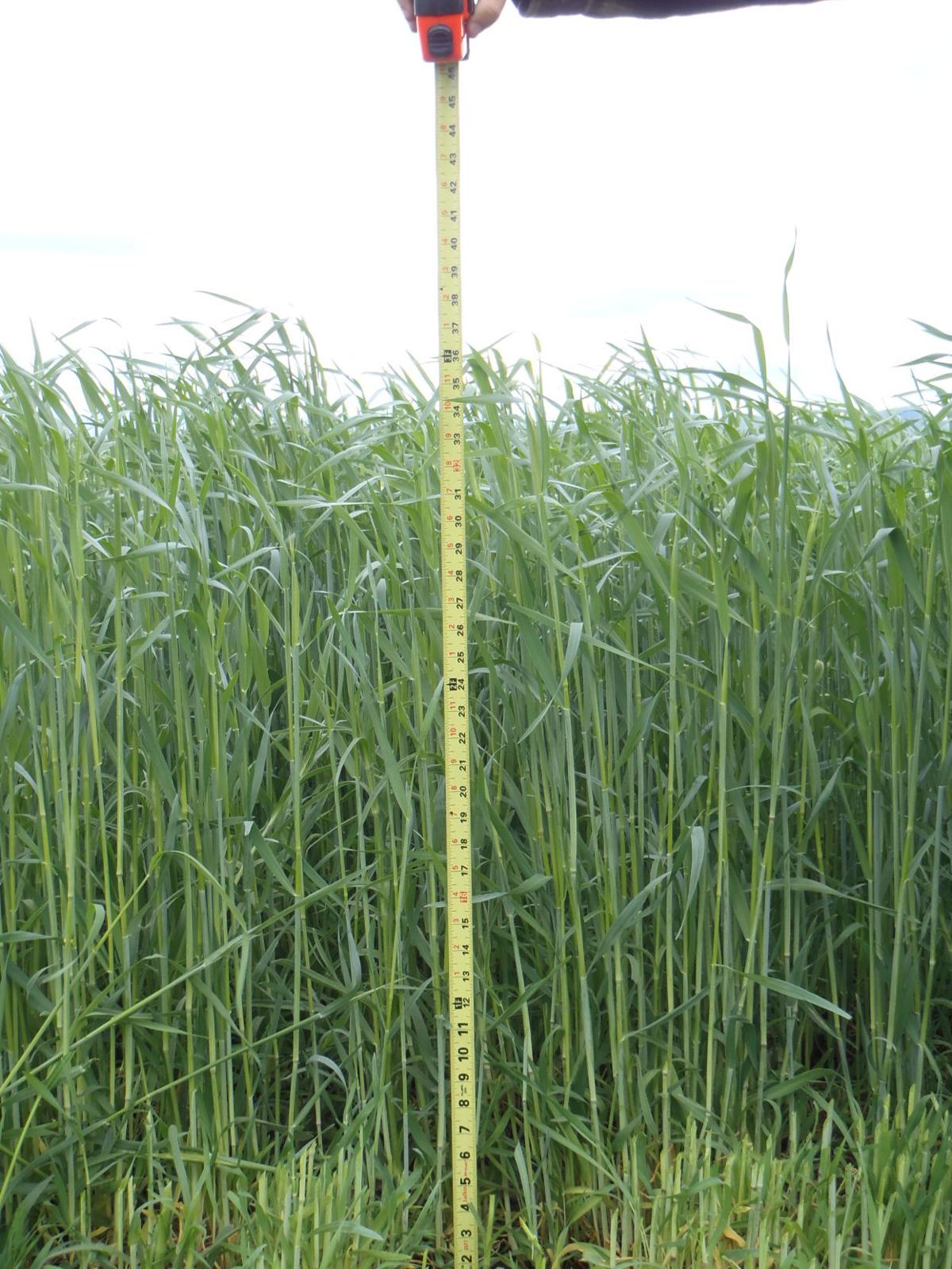 Cereal Grain Cover Crops Provide Forage Dairy Agupdate Com