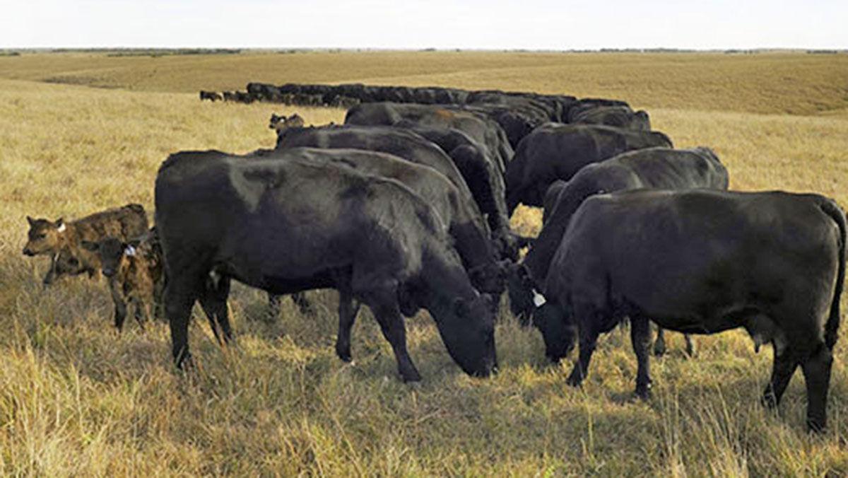 Fall cattle grazing
