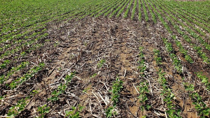 Voles can be a pest in crop fields