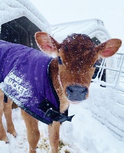Jersey calf in snow