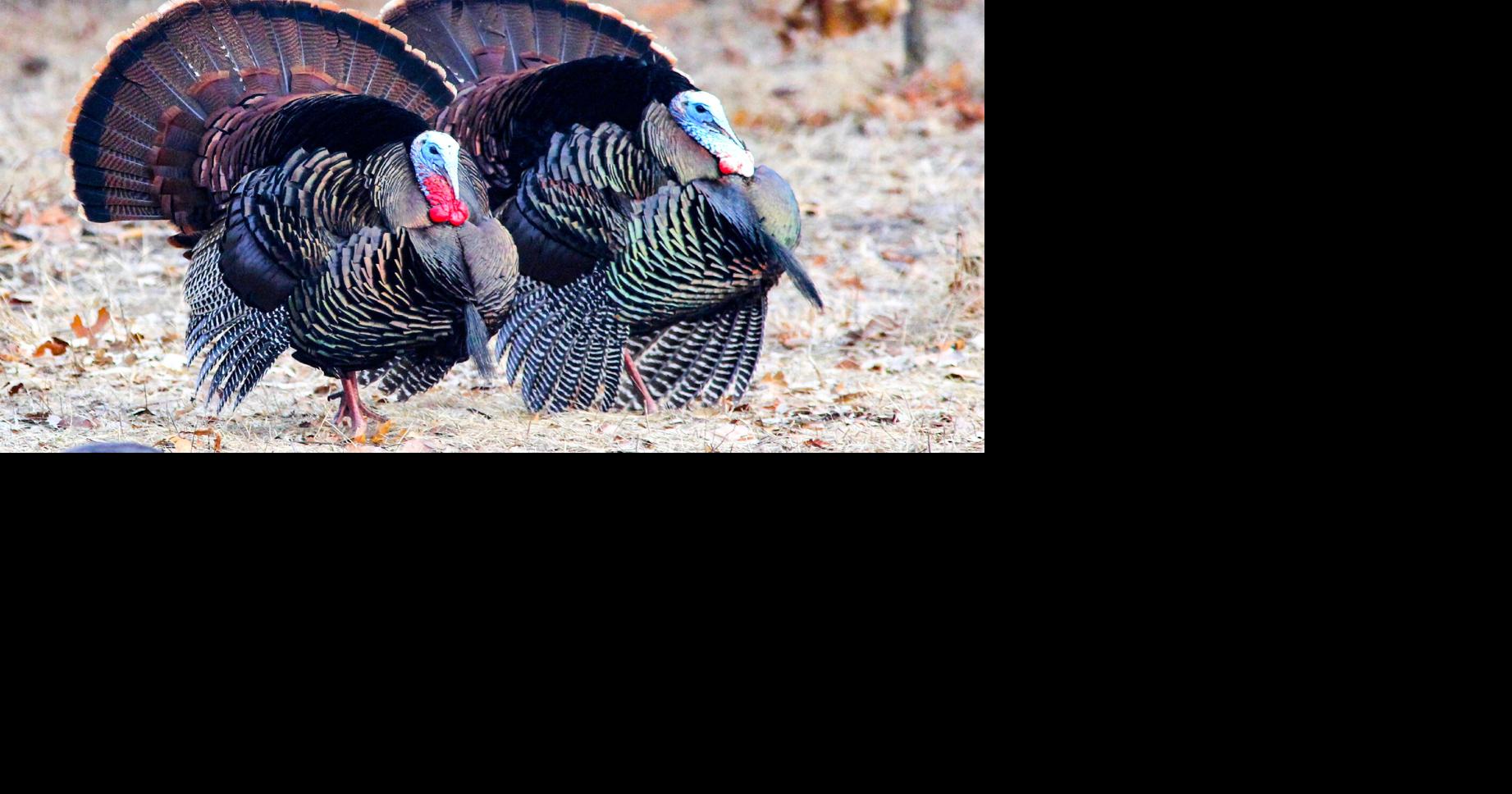 Turkey season begins 43rd year