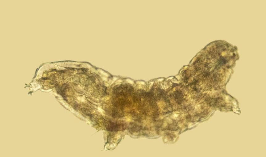 Water bear