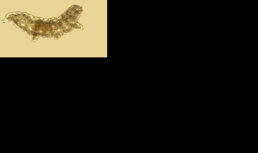 Water bear
