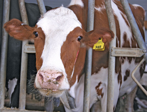 Dairy cow