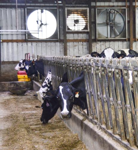 Heifer barn